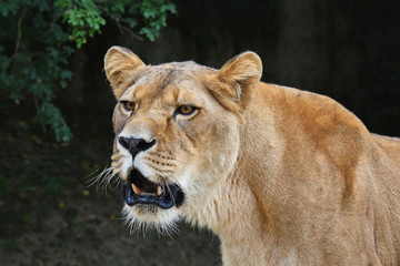 Close up portrait of female lioness roaring