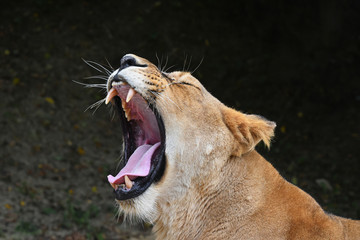 Fototapeta premium Close up side portrait of lioness yawning
