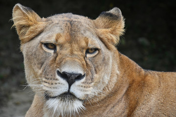 Naklejka na ściany i meble Close up portrait of female African lioness