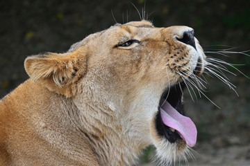 Fototapeta premium Close up side portrait of lioness yawning