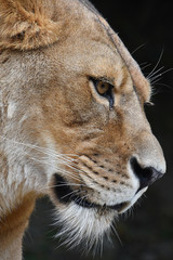 Close up portrait of female African lioness