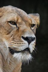 Close up portrait of female African lioness
