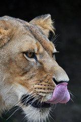 Close up portrait of African lioness licking