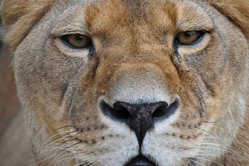Fototapeta premium Extreme close up portrait of female lioness