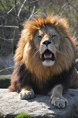 Close up portrait of lion roaring at camera