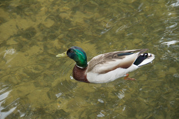 Male Duck in Clear Water