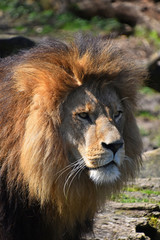 Close up portrait of lion looking away