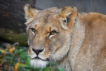 Close up portrait of female African lioness
