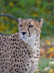 Close up portrait of cheetah