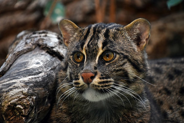 Naklejka premium Close up portrait of fishing cat