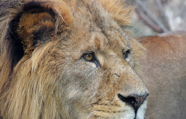 Extreme close up portrait of African lion