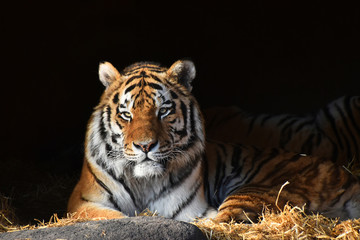 Siberian tiger looks out of the dark shadow