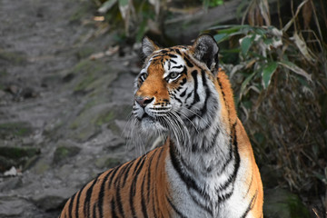 Fototapeta na wymiar Close up side portrait of Siberian Amur tiger