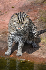 Obraz premium Portrait of wet fishing cat looking at camera