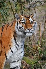 Close up portrait of Siberian Amur tiger