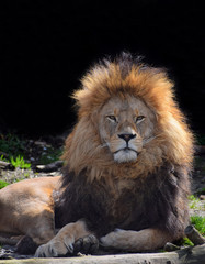 Close up portrait of African lion resting