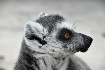 Close up portrait of ring-tailed lemur catta