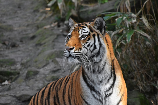 Close up side portrait of Siberian Amur tiger