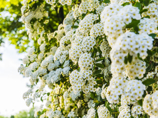 spiraea flower. white spiraea flower. spiraea flower background. white spiraea cantoniensis.