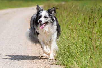 Border Collie läuft auf Feldweg