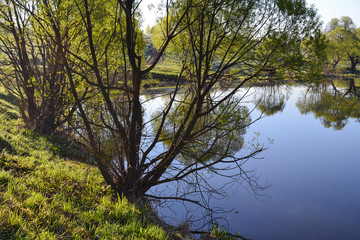 Obraz premium Forest and sky are reflected in the calm blue water of the forest lake. Early morning.