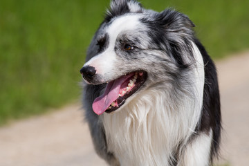 Fototapeta premium Hechelnder Hund