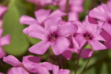 Fototapeta premium Oxalis articulata