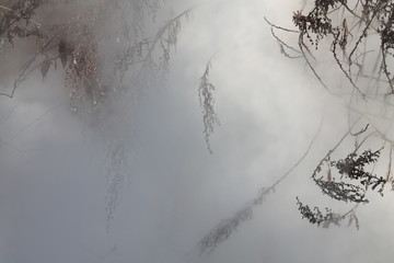 The winter mist concealing bushes of wormwood
