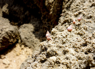 Snails near cost of Mozambique