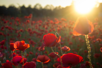 Obraz na płótnie Canvas Closeup of poppy flower at sunset