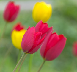 closeup of a red Tulip in the garden.