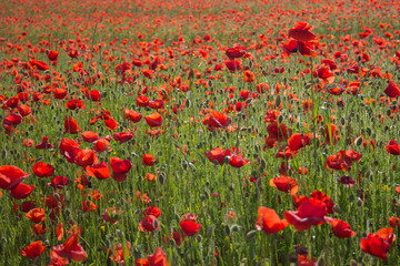 Endless field of poppy flowers