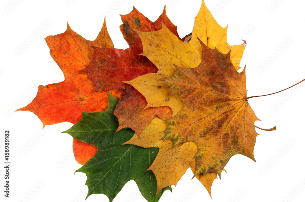 Wall mural autumn maple leaves on a white background