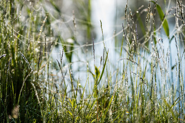 Beautiful spiderweb with dew drops