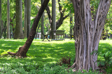 Obraz premium Tropical tree.