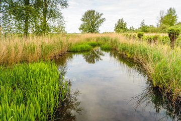 Mirror smooth reflecting water surface of a small creek