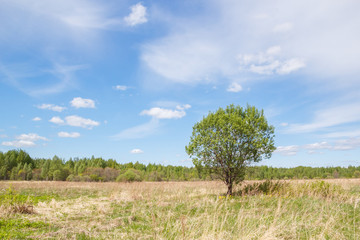 Obraz premium Landscape with a tree on the field