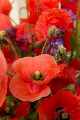 Big red poppies and cornflowers