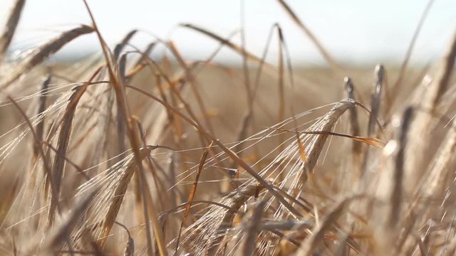 Wheat crop sways on the field against the sky. Original high quality video without any processing