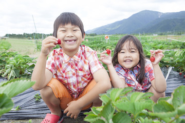 いちご狩りを楽しむ子供