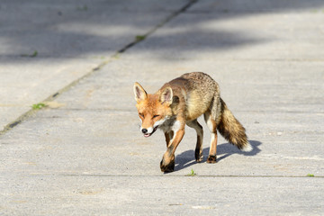Fuchs mit einem kaputten Auge läuft auf der Strasse