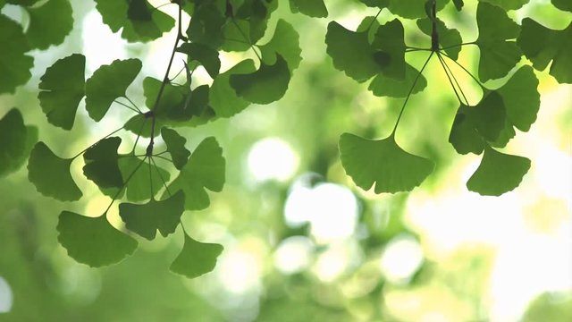 Gingko leaves swaying in the wind