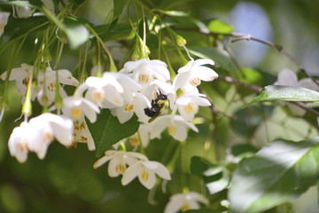 Bumblebee isolated in a Japanese snowbell tree, with bright blue sky and green leaves in so ft focus at the background.