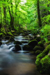 Black forest in the spring