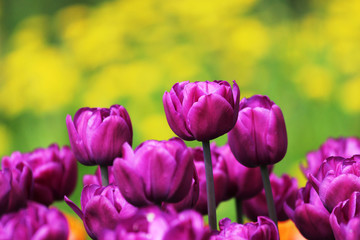 Group of violet tulips grows on a flower bed.