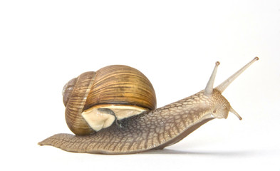 vineyard snail