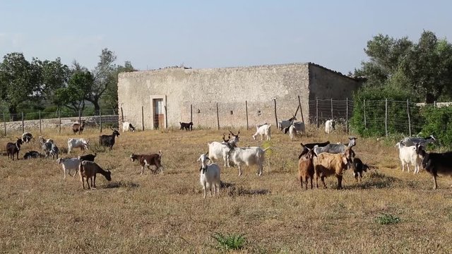 Mandria di capra Siciliana; Sicilian herd of goats, Cassibile