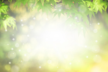 Green leaves, abstract background, bright sun