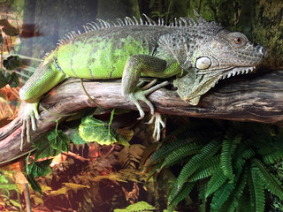 Chinese Water Dragon