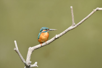 止まり木のカワセミ